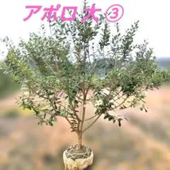 フェイジョア ★ アポロ 大 ② 引取限定 フェイジョア ☆ アポロ 大 ② 引取限定 - メルカリ