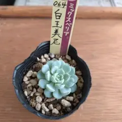 おらいさん苗 白玉美尼 ミックスベリア 札付き・抜き苗 メルカリ便 2025年最新】おらいさん苗 白玉美尼の人気アイテム - メルカリ