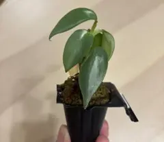 観葉植物 シルバーメタル　萎縮　プラグ苗