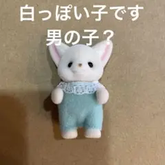 シルバニアファミリー フェネックの赤ちゃん　カレブ　男の子　レア