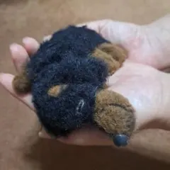 モールアート　羊毛　ダックスフント　気持ちよさそうに寝てる　癒し