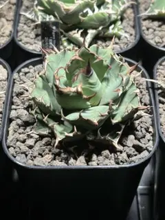 2025年最新】姫厳竜 鉢の人気アイテム - メルカリ