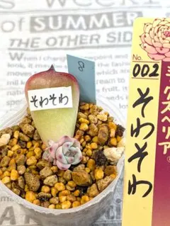 2026年最新】ミックスベリア そわそわの人気アイテム - メルカリ