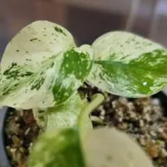 2025年最新】モンステラ ホワイトモンスターの人気アイテム