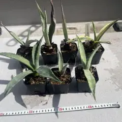 アガベ アメリカーナ 抜き苗発送 - メルカリ