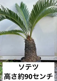 2025年最新】ソテツの葉の人気アイテム - メルカリ