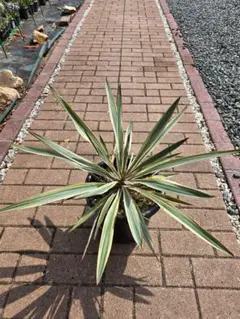 ザミオクルカス ブラック ピンクバリエガータ斑入りZZ plant 21 - メルカリ