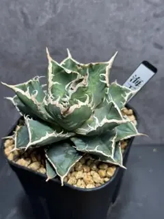 2026年最新】アガベ 海王の人気アイテム - メルカリ