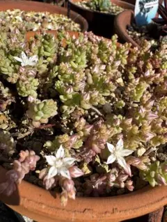 多肉植物 セダム ミルキーウェイ カット苗 - メルカリ