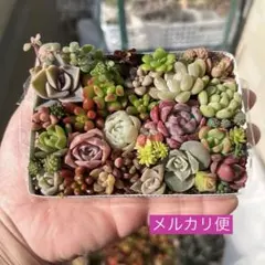 多肉寄せ植え カット苗 詰め合わせ ちまちま寄せ弁当c