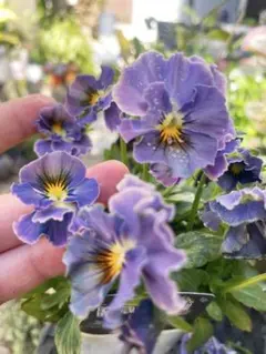 2025年最新】アイクルールの人気アイテム - メルカリ