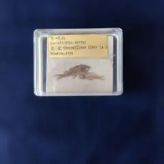 2026年最新】魚の化石の人気アイテム - メルカリ