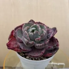 2026年最新】ビヨンセ虹錦の人気アイテム - メルカリ