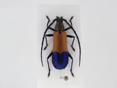 ペルー産　珍色　ルリオニカミキリ　45mm ペルー産 珍色 ルリオニカミキリ 45mm - メルカリ