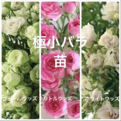 No.82 極小バラ　ヴェールウッズ・リトルウッズ・ホワイトウッズ　苗のサムネイル