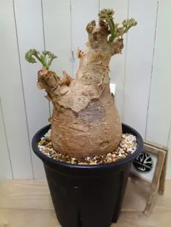 2025年最新】キフォステンマ マクロプスの人気アイテム - メルカリ