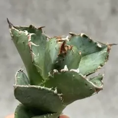 2025年最新】アガベ麻花龍の人気アイテム - メルカリ