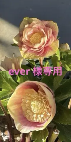 広瀬園芸✨ダークパープル✨ダブル♥クリスマスローズ✨剣弁✨来季用✨ 楽天市場】広瀬園芸 クリスマスローズの通販