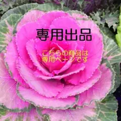 Ｔarmi様　花の種おまとめ用