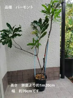 超絶品。山採りツリバナマユミ本株大株立ち2.2M(鉢底から) - メルカリ