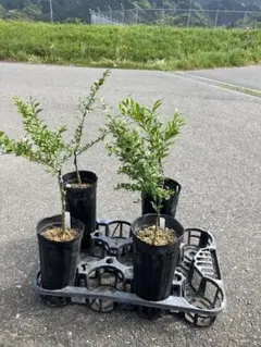 フィンガーライム　大苗　4年生〜　優良品種　ボリュームバリューセット フィンガーライム 大苗 4年生〜 優良品種 ボリュームバリュー