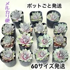 2026年最新】多肉植物 センペルビウムセットの人気アイテム - メルカリ