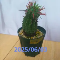 2025年最新】群星冠の人気アイテム - メルカリ