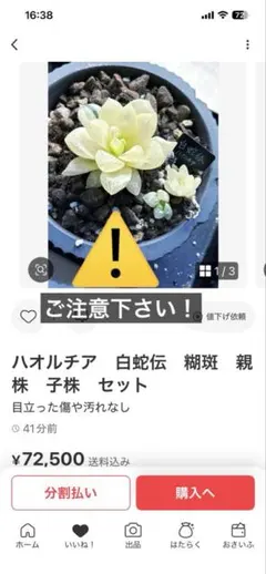 2025年最新】ハオルチア 白蛇伝の人気アイテム - メルカリ