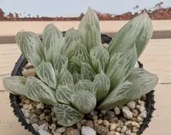 多肉植物 ハオルチア エメラルドLED変異個体 糊斑 超美品 - メルカリ