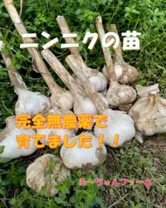 ②千葉県産　ホワイトニンニクの苗　６苗　【通常パック】