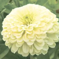 ジニア　ダリア咲き　百日草　クリームイエロー15粒　おまけ２種類の植物の種付き