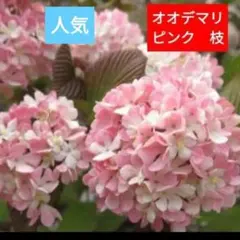 2026年最新】オオデマリの人気アイテム - メルカリ