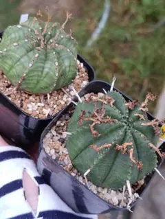 toya様 リクエスト 2点 まとめ商品