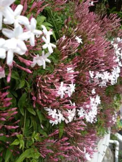 しらす@値下げ不可様 リクエスト 2点 まとめ商品