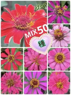 ジニア　百日草　種　ミックス