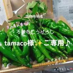 ☘️『tamaco様』ご専用です♪☘️①⭐️7月6日ｏｒ12日発送♪（ご予定）