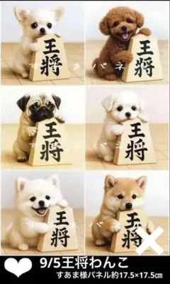 確認用　9/5王将わんこ　限定パネル