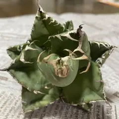 2026年最新】魔丸 アガベの人気アイテム - メルカリ