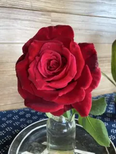 野薔薇 抜き苗 ノイバラ ピンク × 白グラデーション小花 - メルカリ