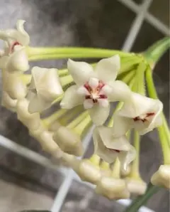 超レア 希少種 大花ホヤ インペリアリス パラワン ホワイト　 特大苗 超レア 希少種 大花ホヤ インペリアリス パラワン ホワイト 特大苗