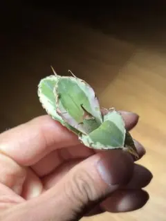 2026年最新】白犀の人気アイテム - メルカリ