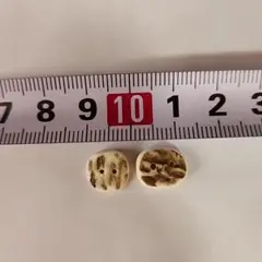 2つ穴ボタン③　鹿角ハンドメイド