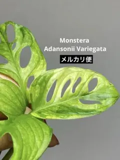 ミッチー様 リクエスト 4点 まとめ商品