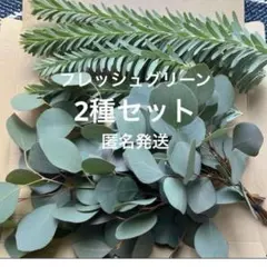 2026年最新】アカシアブルーブッシュの人気アイテム - メルカリ