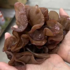 採れたて直送‼️宮崎県産生きくらげ　1kgのサムネイル