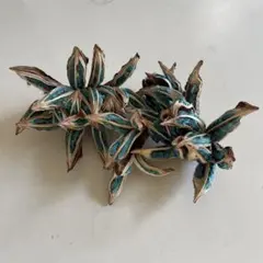 旅人の木A級品 ７節 TABIBITONOKI NO TANE (旅人の木の種 葉付) ドライ Sサイズ | 遊園