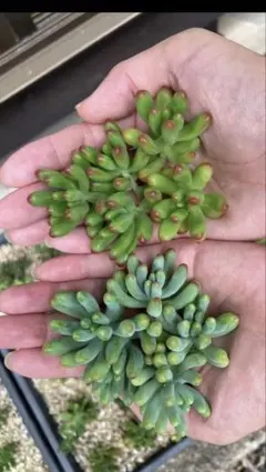 2025年最新】ルビーティント 多肉植物の人気アイテム - メルカリ