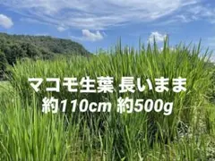 真菰葉　マコモ 生葉　長いまま約500g 栽培期間中無農薬無施肥不耕起栽培のサムネイル