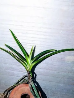 ♪残暑御見舞商品♪】富貴蘭 鶯宿梅の縞 - メルカリ