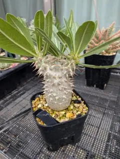 Succulent field様専用 パキポディウム レウコキサンツム2株セット
